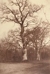 Studio di alberi, Bois de Boulogne